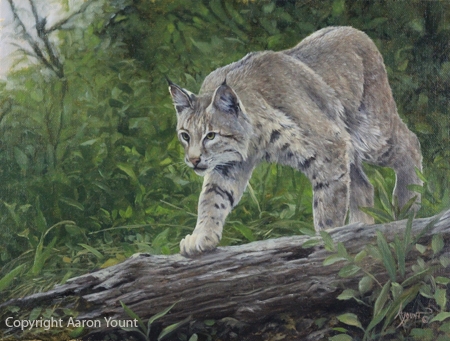 Bobcat by Aaron Yount